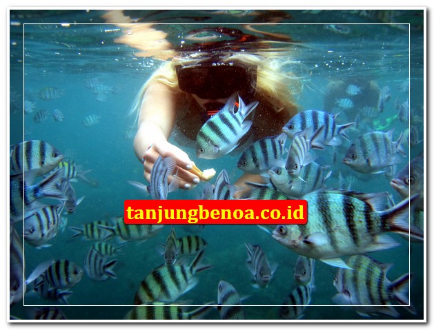 Snorkeling Tanjung Benoa Bali