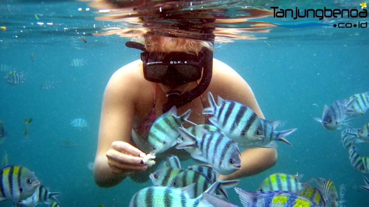 Snorkeling Tanjung Benoa Bali