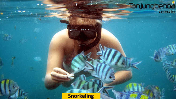 Snorkeling Tanjung Benoa