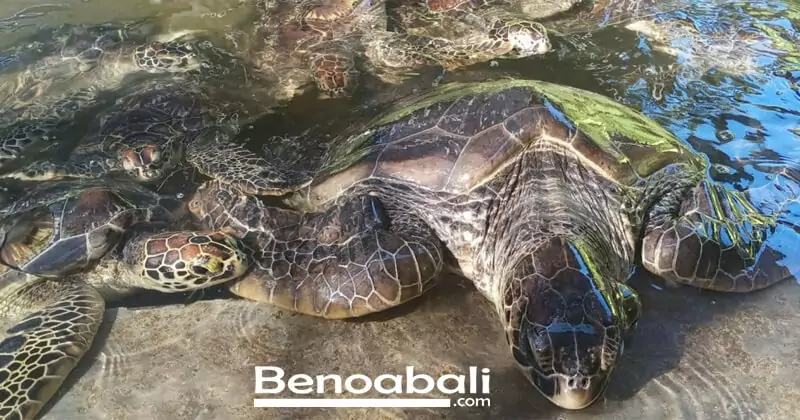 Pulau Penyu Tanjung Benoa