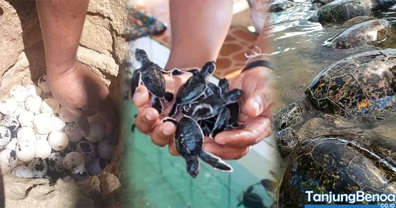 Harga Tiket Masuk Pulau Penyu Bali 2025