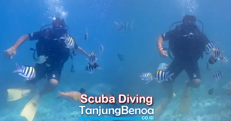 Scuba Diving Tanjung Benoa